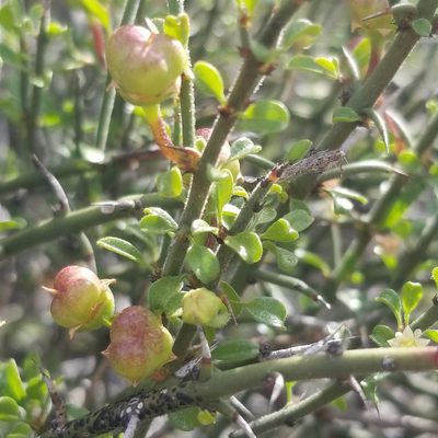 Adolphia californica, photographed by James C. Davis