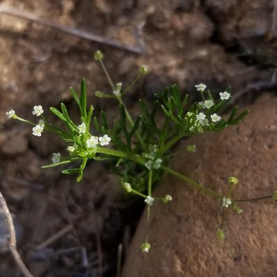 Apiastrum angustifolium, photographed by James C. Davis