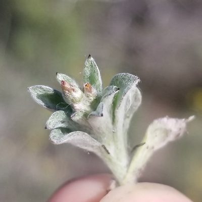 Gamochaeta stagnalis, photographed by James C. Davis