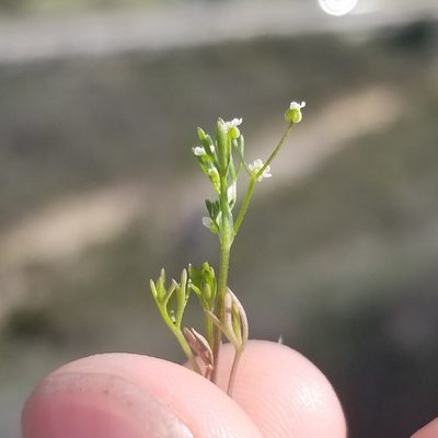 Apiastrum angustifolium, photographed by James C. Davis