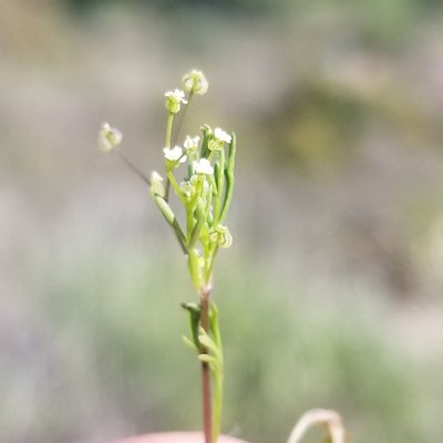 Apiastrum angustifolium, photographed by James C. Davis