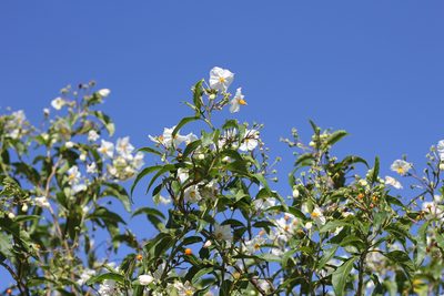 Solanum bonariense, photographed by Romi Galeota Lencina