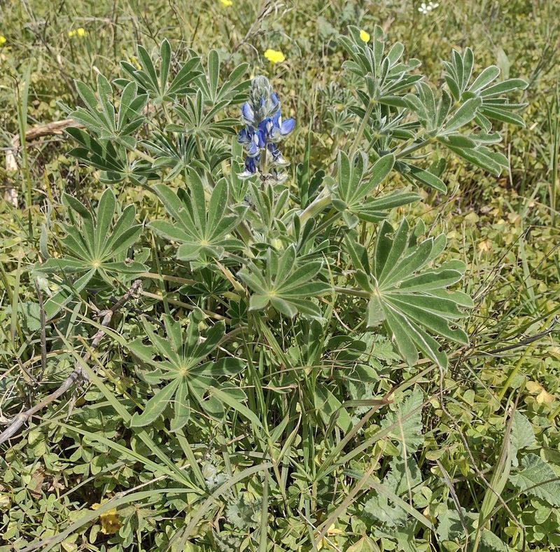 Lupinus cosentinii, photographed by Daniel Cahen