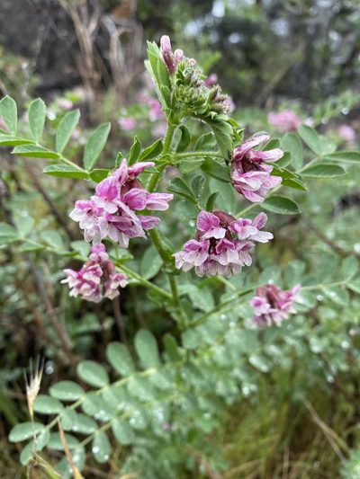 Hosackia stipularis, photographed by Cricket Raspet