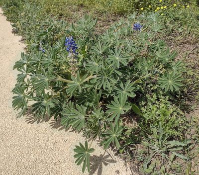 Lupinus cosentinii, photographed by Daniel Cahen