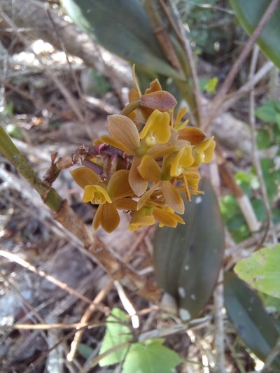 Epidendrum anceps, photographed by Dayron Breto