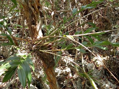 Epidendrum anceps, photographed by Dayron Breto