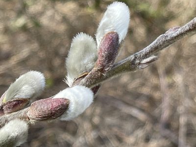 Salix hookeriana, photographed by rappman