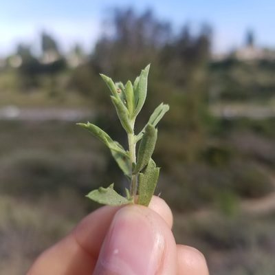 Isocoma menziesii, photographed by James C. Davis