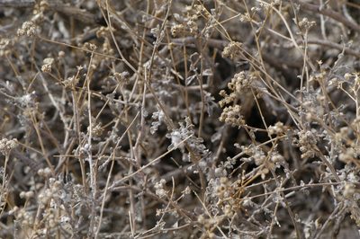 Parthenium incanum, photographed by Elliott Gordon
