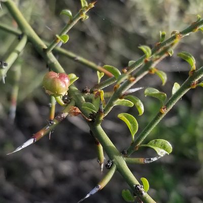 Adolphia californica, photographed by James C. Davis