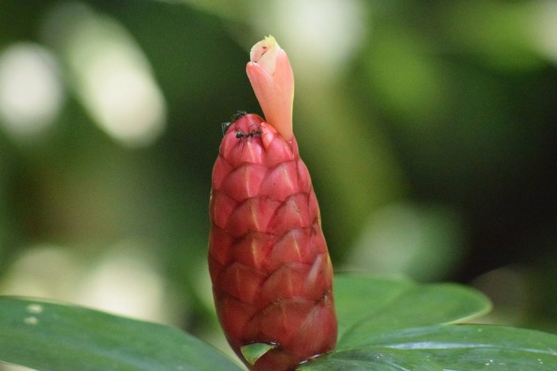 Costus spiralis, photographed by Cajá-manga