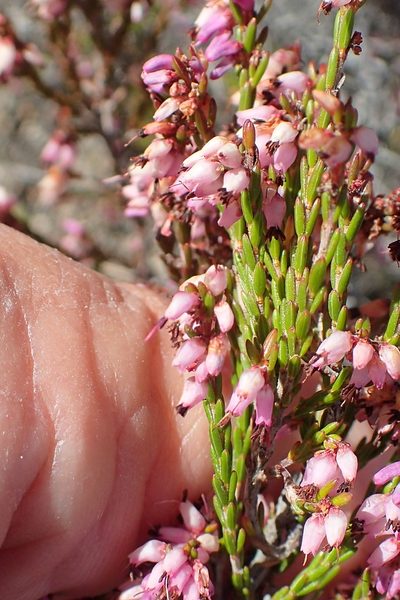 Erica rosacea, photographed by Peter Warren