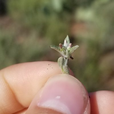 Gamochaeta stagnalis, photographed by James C. Davis