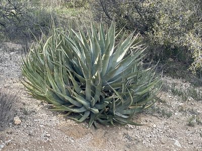 Agave deserti, photographed by Jim Riley