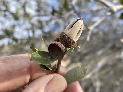Quercus cornelius-mulleri, photographed by Jim Riley
