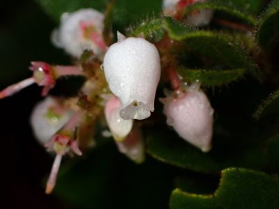 Arctostaphylos montereyensis, photographed by Cricket Raspet