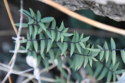 Pellaea truncata, photographed by Mike Ostrowski