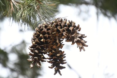 Pinus strobiformis, photographed by Mike Ostrowski