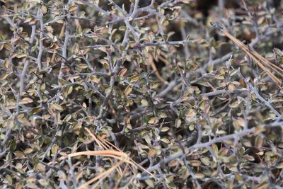 Ceanothus fendleri, photographed by Mike Ostrowski