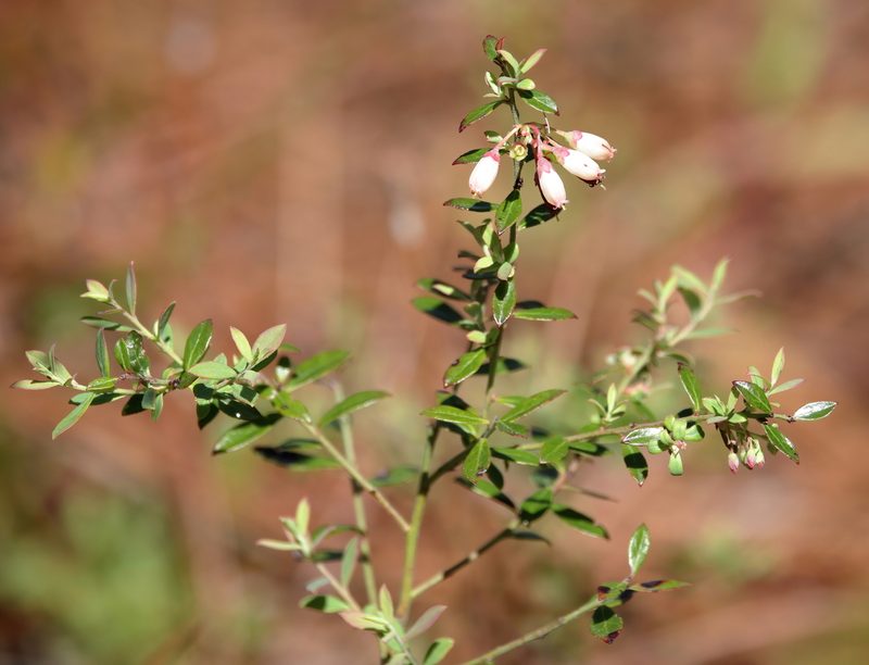 Vaccinium darrowii, photographed by Lauren McLaurin