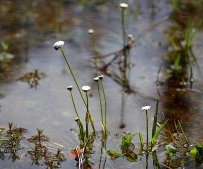 Eriocaulon compressum, photographed by Lauren McLaurin