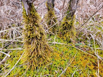 Bryoandersonia illecebra, photographed by Elias