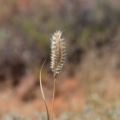 Astrebla pectinata, photographed by Kym Nicolson
