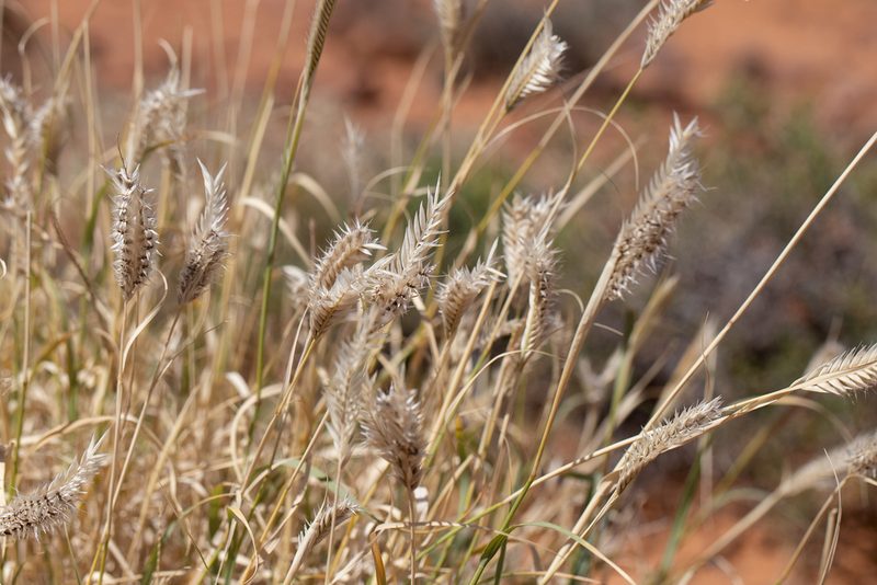 Astrebla pectinata, photographed by Kym Nicolson