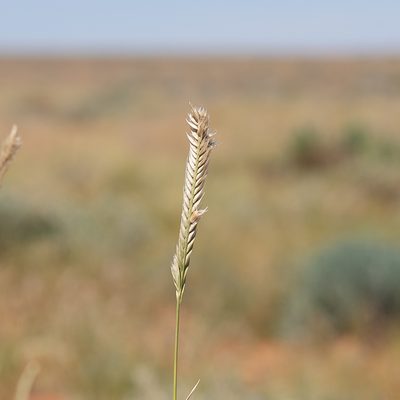 Astrebla pectinata, photographed by Kym Nicolson