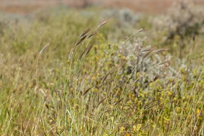 Dichanthium sericeum, photographed by Kym Nicolson