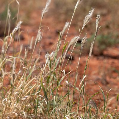 Astrebla pectinata, photographed by Kym Nicolson