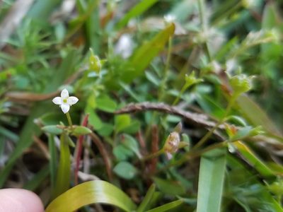 Houstonia micrantha, photographed by Leila Dasher