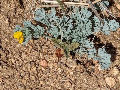 Eschscholzia minutiflora, photographed by Tom and T Herman