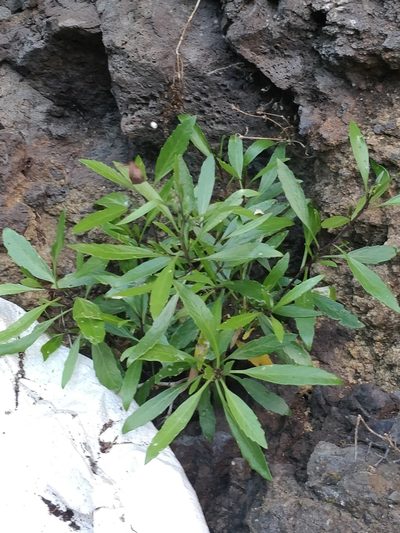 Sinapidendron angustifolium, photographed by Vítor Jorge