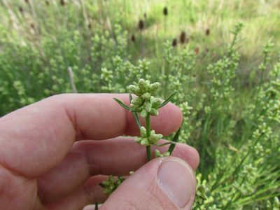 Baccharis spicata, photographed by Matias Cabezas