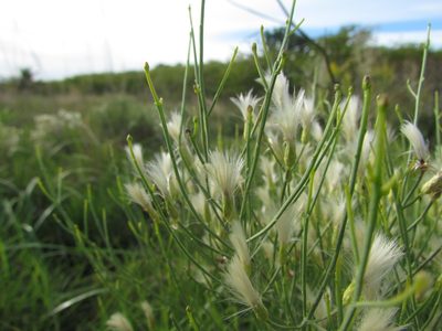 Baccharis notosergila, photographed by Matias Cabezas