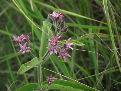 Oxypetalum solanoides, photographed by Matias Cabezas
