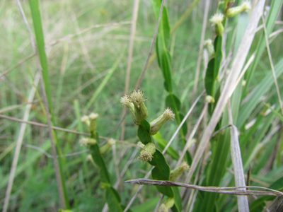 Baccharis genistelloides, photographed by Matias Cabezas