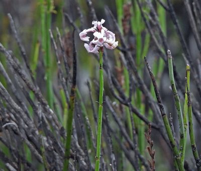 Neosparton aphyllum, photographed by Hugo Hulsberg