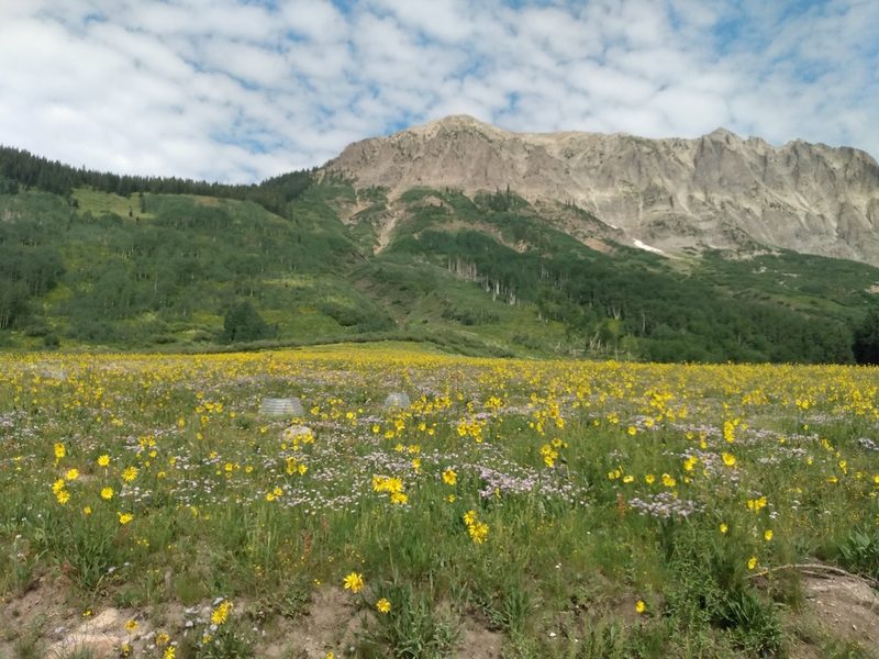 Helianthella quinquenervis, photographed by John Powers
