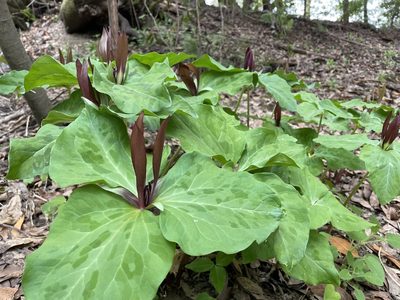 Trillium chloropetalum, photographed by Mike Heine