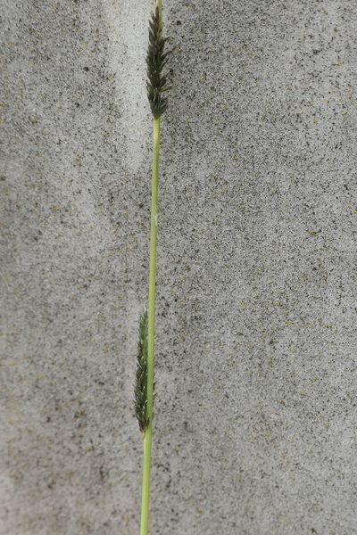 Sporobolus creber, photographed by Max Campbell
