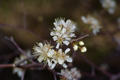 Prunus angustifolia, photographed by Michelle W. （鍾偉瑋）