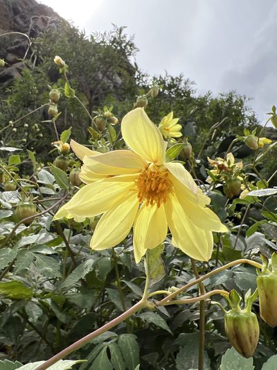 Dahlia pinnata, photographed by Stefano Menchetti