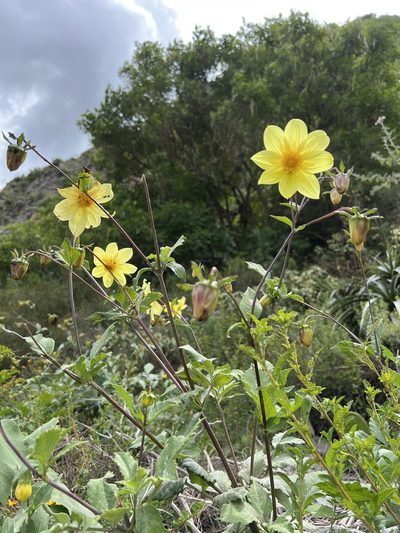 Dahlia pinnata, photographed by Stefano Menchetti