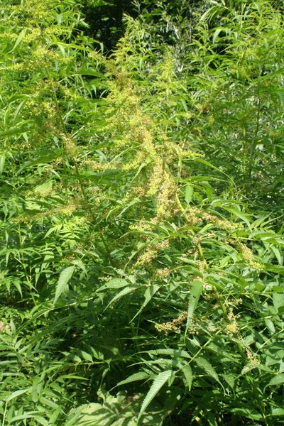 Datisca cannabina, photographed by Oleg Kosterin