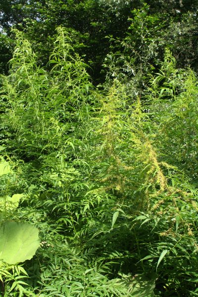 Datisca cannabina, photographed by Oleg Kosterin