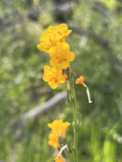 Amsinckia eastwoodiae, photographed by Kristen Nelson
