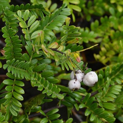 Osteomeles anthyllidifolia